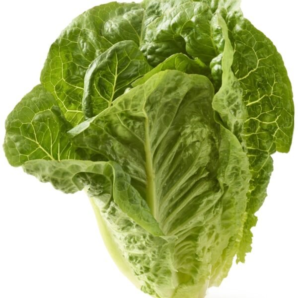 Organic Romaine Lettuce
