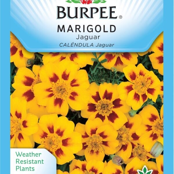 Burpee® Marigold Jaguar Seeds
