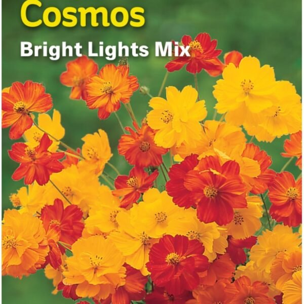 Burpee Cosmos Bright Lights Mixed Seeds