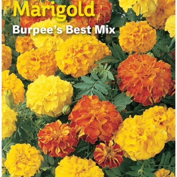 Burpee® Marigold Burpee's® Best Mix Seeds