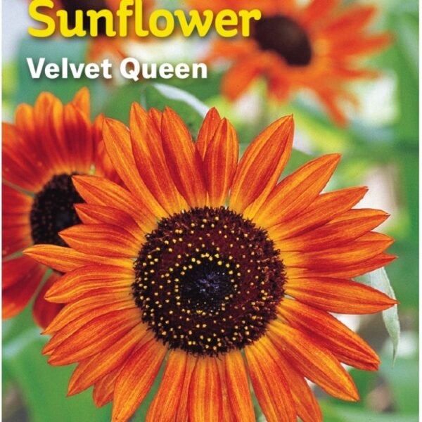 Burpee® Velvet Queen Seeds