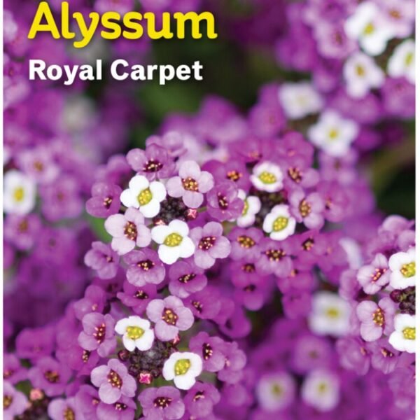 Burpee® Alyssum Royal Carpet Seeds
