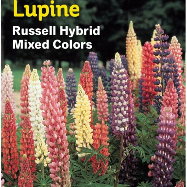 Burpee® Russell Hybrid Mixed Colors Lupine Seeds