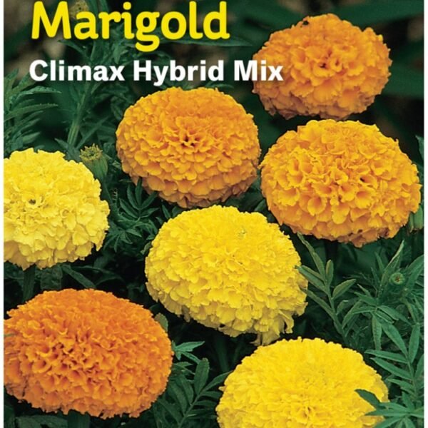 Burpee Marigold Climax Hybrid Mix Seeds