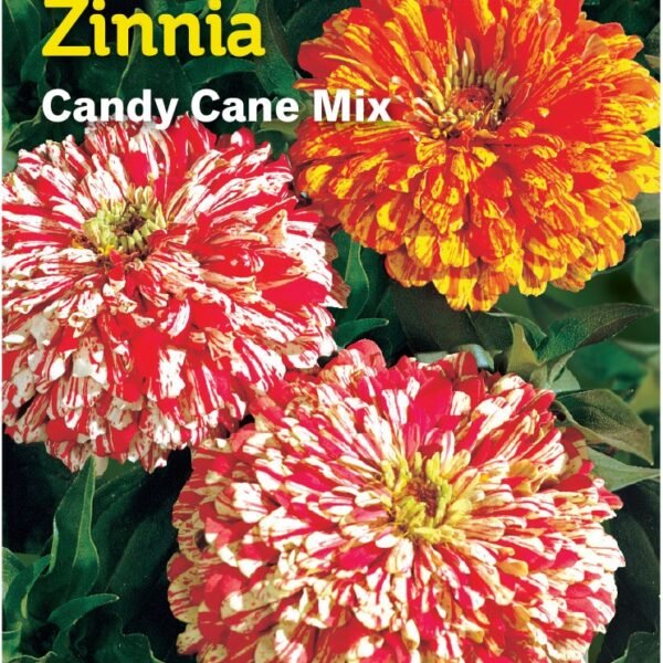 Burpee® Zinnia Candy Cane Seeds Mix