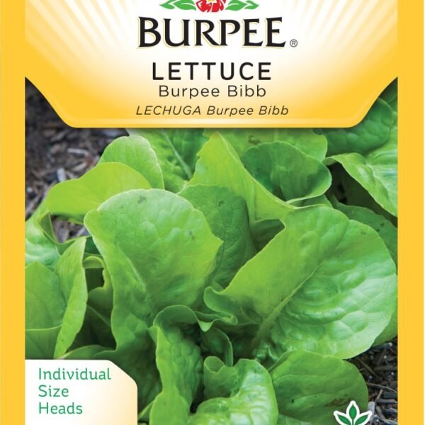 Burpee Bibb Lettuce Seeds - Green