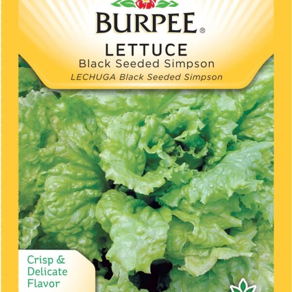 Burpee® Black Seeded Simpson Lettuce Seeds - Green