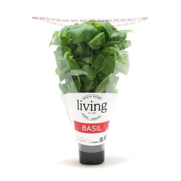 North Shore Potted Living Basil