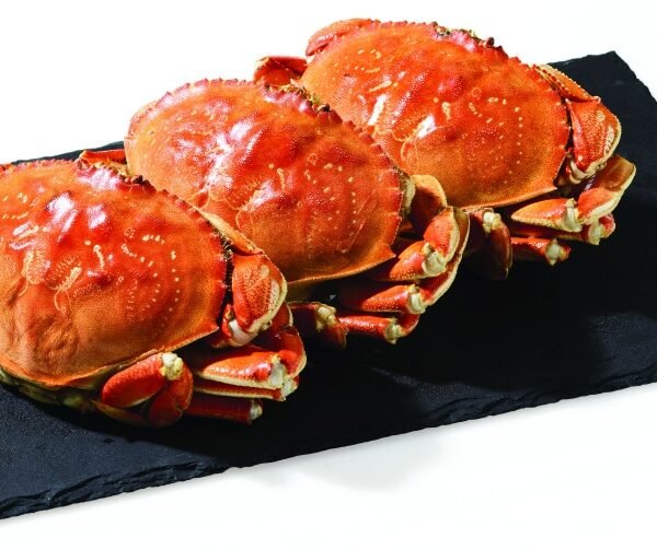 Whole Cooked Dungeness Crab